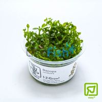 Tropica TC Bacopa Caroliniana