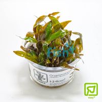 Tropica TC Cryptocoryne Undulata 'Broad Leaf'
