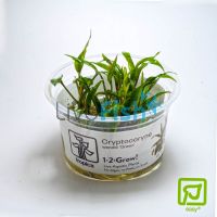 Tropica TC Cryptocoryne Wendtii 'Green'