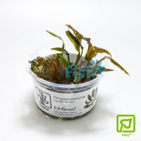 Tropica TC Cryptocoryne Wendtii 'Mi Oya'
