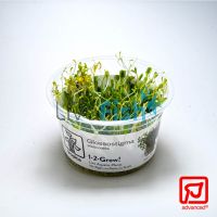 Tropica TC Glossostigma Elatinoides