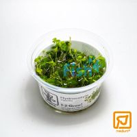 Tropica TC Hydrocotyle Tripartita
