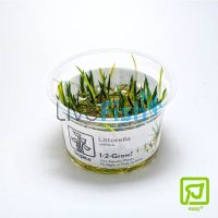 Tropica TC Littorella Uniflora