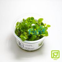 Tropica TC Lobelia Cardinalis 'Mini'