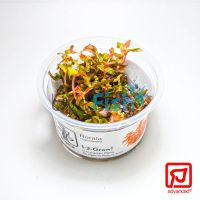 Tropica TC Rotala Macranda