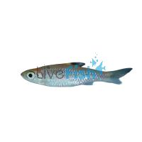 Emerald Eye Rasbora 3cm