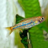 Sarawak Rasbora 4cm