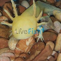 Turtle and Axolotl Pebble 5kg