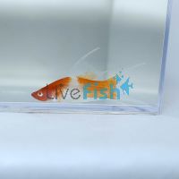 Lyretail Koi Kohaku Swordtail 5cm