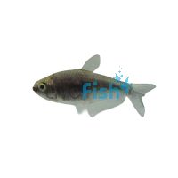 Black Emperor Tetra 3cm