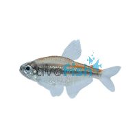 Chocolate Neon Tetra 3cm
