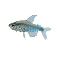 Ceros Tetra 2.5cm