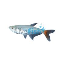 Glass Bloodfin Tetra 3.5cm