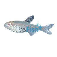 Albino Glolite Tetra 3cm