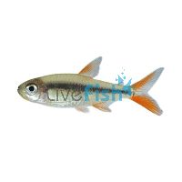 Hockey Stick Tetra - Red Tail 2.5cm 