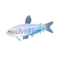 Kerri Tetra Gold Blue Emperor 3cm