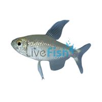 Kitty Tetra 2cm