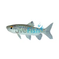 Red Eye Characin 5cm