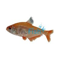 Super Serpae Tetra 3cm