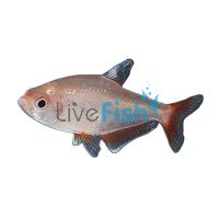 Super Serpae Tetra 3cm