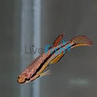 Twin Stripe Pencilfish 2cm