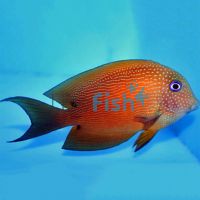 Two Spot Bristletooth Tang - Large