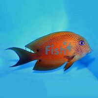 Two Spot Bristletooth Tang - Small