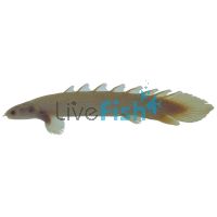 Albino Bichir 12cm