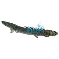 Ornate Bichir 12cm