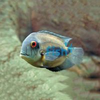Cichlid Uaru 15cm