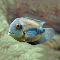 Cichlid Uaru 12cm