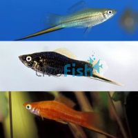 Assorted Male Swordtail 5cm