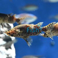 Upside Down Catfish 4cm 