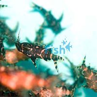 Upside Down Catfish Zebra 3.5cm