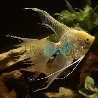 V.T. Gold Angelfish 6cm
