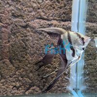 V.T Black & White Angelfish 3.5cm