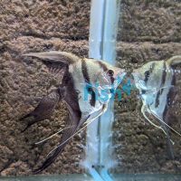 Veiltail Black and White Angelfish 4.5cm