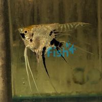 V.T Pearscale Angelfish 6cm