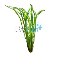 Vallisneria Thin - Submersed - Bunch