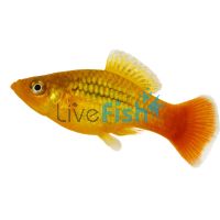 Variatus Papegaien Platy 4cm 