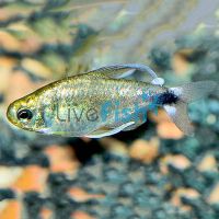 Veilfin Reed Tetra 2.5cm