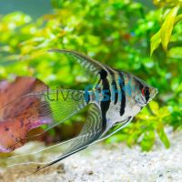 Assorted Veiltail Angelfish 4.5cm