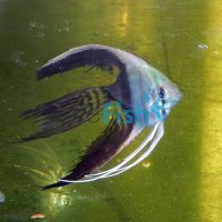 Veiltail Tuxedo Angel Fish 4cm 