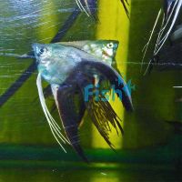 VT Tuxedo Angelfish 3.5cm