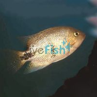 Black Belt Cichlid 4cm