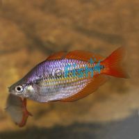 Wallaby Creek Rainbow Fish 4cm