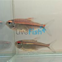 Watermelon Tetra - Wild Caught 4cm