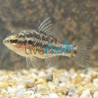 Western Pygmy Perch 4cm