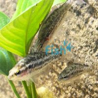 Western Pygmy Perch 3cm