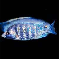 White Lip 5cm